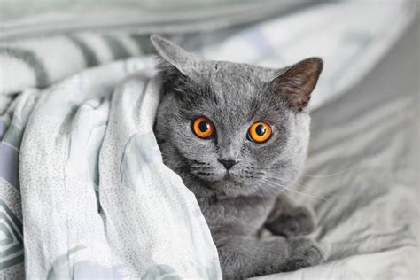 22 Breeds Of Cats With Big Eyes That Will Make You Fall In Love Cat World