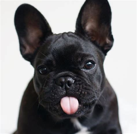 Funny cute bulldog puppy face. Best 25+ Black french bulldogs ideas on Pinterest | French ...