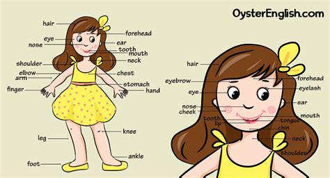 Vocabulary parts of body with pictureseasily learn the name of body parts with this video. Learning English words is fun