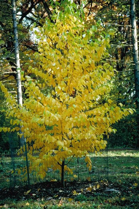 Betula Alleghaniensis Yellow Birch Siteone