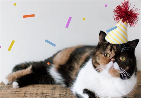 Party Hat Cat Birthday Meme Img Foxglove