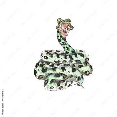 Watercolor Anaconda Jungle Snake Illustration Isolated On White