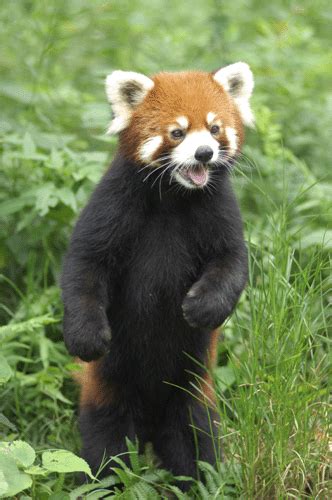 Red Panda Standing Up
