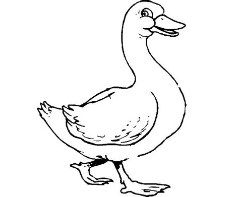 Kids N Coloring Page Ducks Ducks