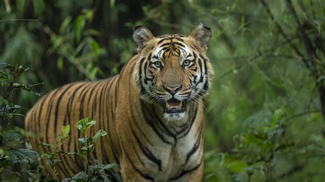 Bandhavgarh Tiger Safari Travel Guide
