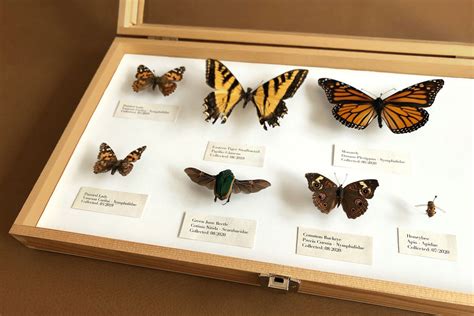How To Pin And Preserve Butterflies And Moths For Display Woodlark Blog