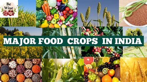 Major Food Crops In India Youtube
