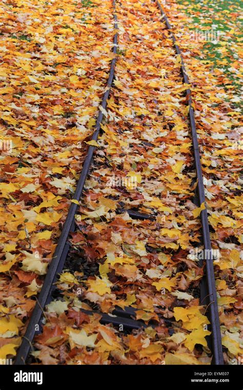 Railroad Track With Autumn Leaves Stock Photo Alamy