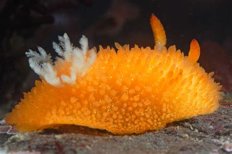 Orange Peel Doris Intertidal Nudibranchs Of The Monterey Bay Area