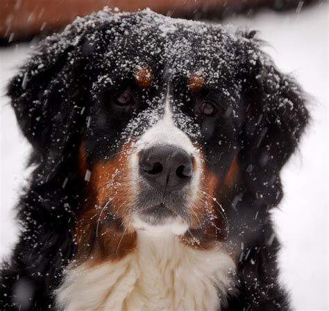 17 Best Images About Bernese Mountain Dogs On Pinterest A Tree
