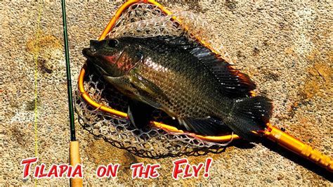 Fly Fishing For Tilapia Urban Pond Hopping Youtube