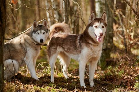 Two Siberian Husky Dogs Stands On Forest Grass Full Size Husky Dogs