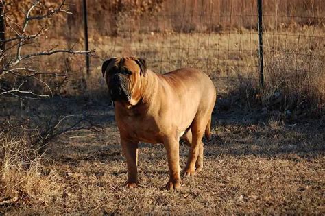 How Much Should Bullmastiff Weigh Bullmastiff Weight Calculator