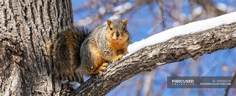Fox Squirrel Sciurus Niger In A Tree Denver Colorado United States