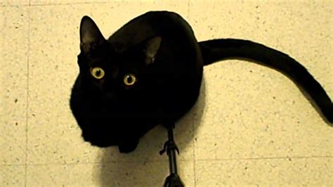 Black Cat Staring Contest Youtube