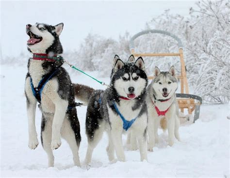 Husky Sled Rides Dog Sledding In Moscow And Moscow Region