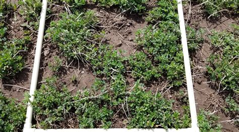 Assess Alfalfa Stands