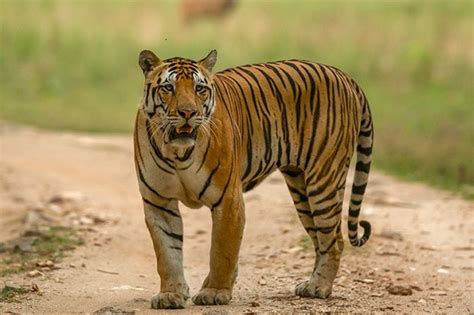The National Tiger Conservation Authority Ntca Recently Approved