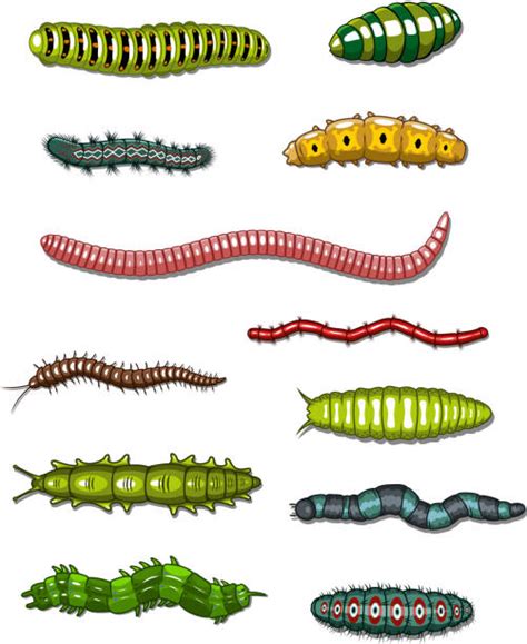 Clip Art Of A Brown Hairy Caterpillar Illustrations Royalty Free