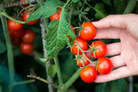 How To Grow Cherry Tomatoes Kompaser