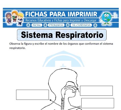 Ficha De Sistema Respiratorio Para Primaria Fichas Para Imprimir