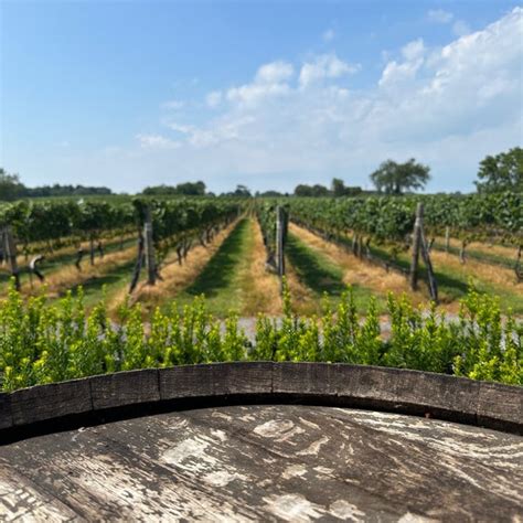 Pellegrini Vineyards Vineyard In Cutchogue