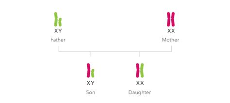 Different Ancestry Information By Sex 23andme Customer Care