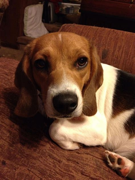 The Happy Beagle Dog Size #beagles #beaglegirl #beaglestraining ...