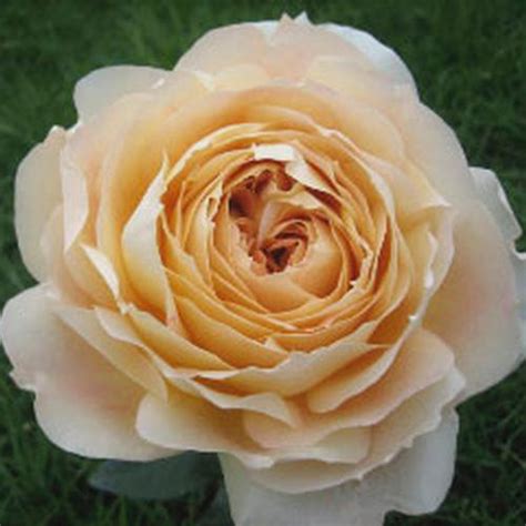 Wholesale Caramel Antike Garden Rose Blooms By The Box