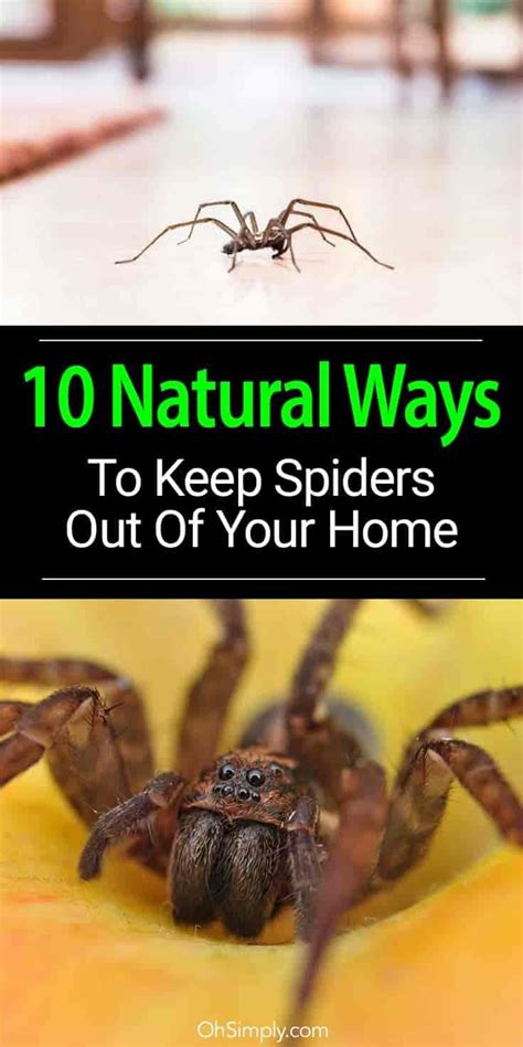 The orkin man™ is trained to help manage spiders and other pests. 10 Natural Ways To Keep Spiders Out Of Your Home | Best ...