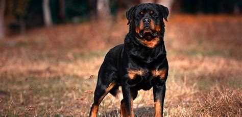 Rottweiler Breed Information Characteristics And Facts