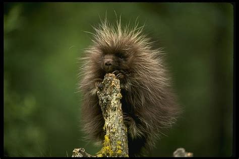 114 Best Porcupines For Diego Images On Pinterest Adorable Animals