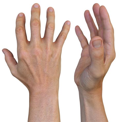 Male 3d Hand Model White 40 Years Old