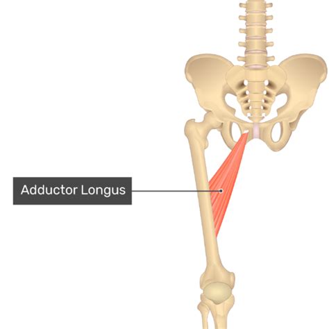 Adductor Longus Muscle Getbodysmart