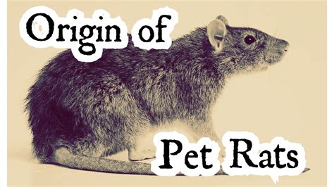 Rattiepedia The Ultimate Guide To Pet Rats Origin Of Pet Rats