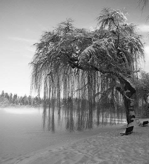 Reflections Under Weeping Willow Via Flickr This Must Be Heaven Pinterest Weeping