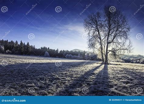 Sunny Winter Morning Stock Image Image Of North Frosty 33394511