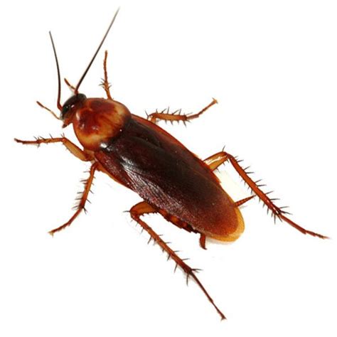 All the artificial heat generated by motor vehicles, in house heating and even air conditioners warm up the environment making it more favorable for insect pests. Cockroach Control & Prevention, Minneapolis | Adam's Pest ...