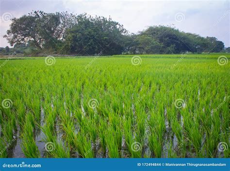 Landscape View Of The Rice Fields Tamil Nadu India View Of Paddy