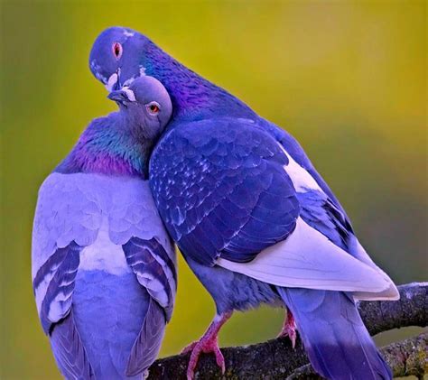 Fond Décran La Nature Perroquet Bleu Faune Les Pigeons Le Bec