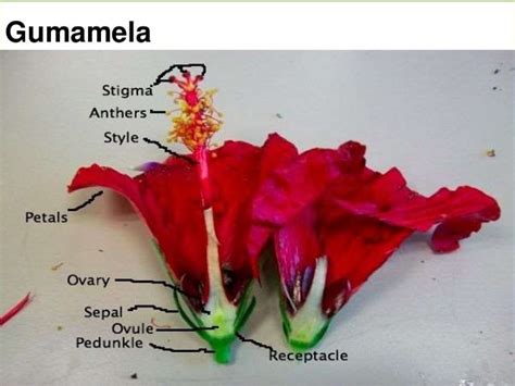 Male And Female Parts Of Gumamela Flower Flower Terminology Part 1