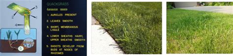 Quackgrass Control Getting Rid Of Tall Fescue Grass