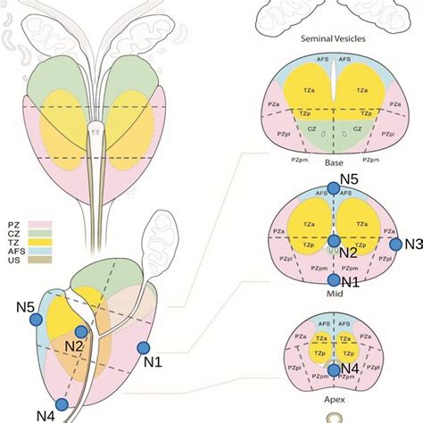 Profiles Of The Prostate Transitional Zone Tz Prostate Peripheral