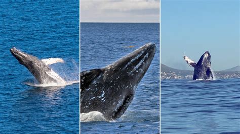 lo que hay que saber sobre el avistamiento de ballenas durante esta temporada en los cabos infobae