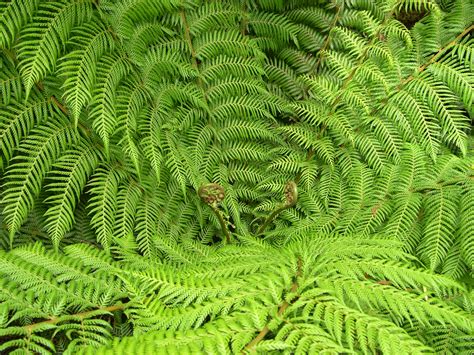 Free photo: Green fern - Fern, Green, Leafs - Free Download - Jooinn