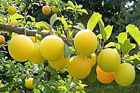 Yellow Plum Varieties Photos Planting And Growing Rules Plants