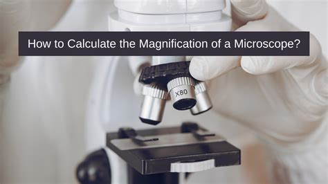 How To Calculate The Magnification Of A Microscope Microscope