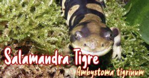 Salamandra Tigre Aspectos Que Debes Saber Sobre Esta Mascota