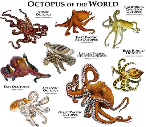Octopus Of The World Photograph By Roger Hall Pixels