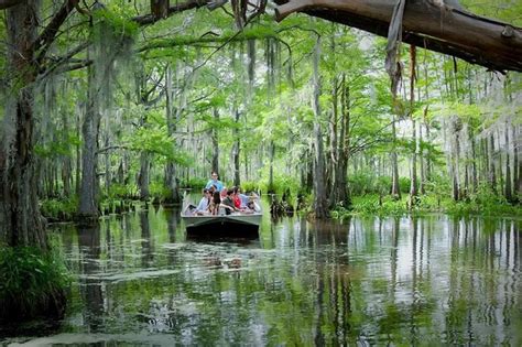 11 Swamp Boat Tours In Louisiana That Will Make You Fall In Love With